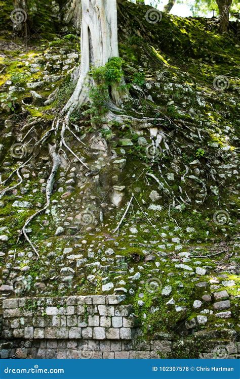 Mayan Ruins of Copan, Honduras Stock Photo - Image of jungle, face: 102307578