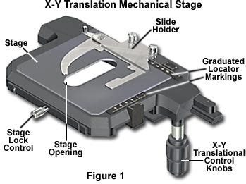 Anatomy of the Microscope - Microscope Stages | Olympus LS