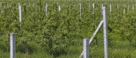 Young Apple Seedlings in an Orchard Stock Image - Image of orchard ...