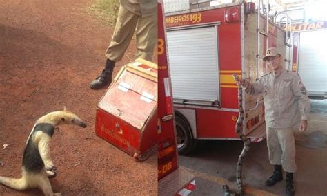 Bombeiros capturam tamanduá mirim e jiboia em área urbana de Corumbá