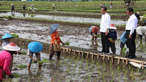 Pupuk Subsidi Cukup Kementan Himbau Petani Di Jombang Optimalkan Musim