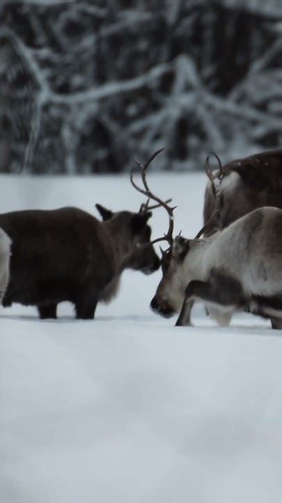 #reindeer are plodding through deep #snow towards the #forest #shorts #winter #animals #group ...