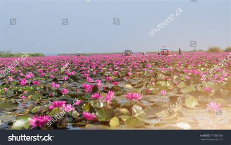 Picture Beautiful Lotus Flower Field Red Stock Photo 777685159