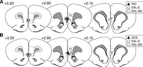 Medial Prefrontal Cortex Activation Facilitates Re Extinction Of Fear In Rats