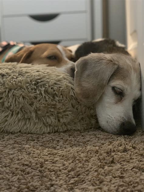 Sleeping Beagles : r/beagle