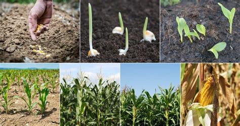 4 Different Corn Growth Stages