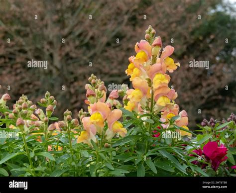 Antirrhinum Majus Flowering Plant In The Garden Common Snapdragon