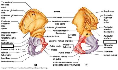 Ischium Flashcards | Quizlet