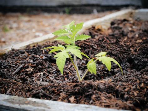 Comment Planter Des Tomates En Pleine Terre Guide Tape Par Tape