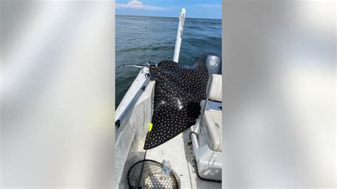 In Alabama Rare 400 Pound Spotted Eagle Ray Jumps Into Boat Gives