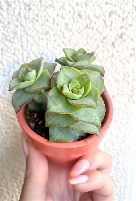 Ivory Towers Succulent Crassula Conjuncta Homegrown In Etsy