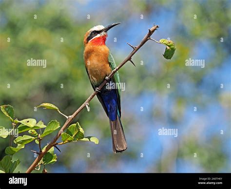 Spectacular White Fronted Bee Eater Merops Bullockoides With Detailed