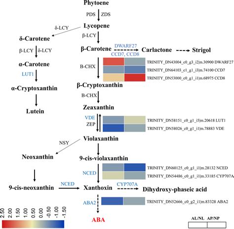 Overview Of Carotenoids Biosynthesis Pathway And Involvement Of Download Scientific Diagram