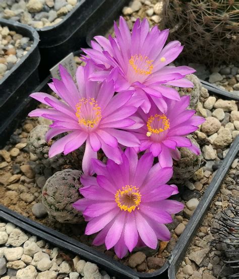 Mammillaria Theresae Il Fiore Tra Le Spine