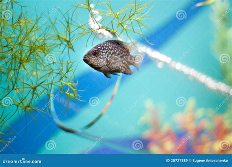 Small Grey Fish Underwater Near Glass Pipe Stock Image Image Of