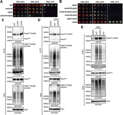 The Smc5 6 Complex Is Protected By Ulp2 Against SUMO Chain Mediated