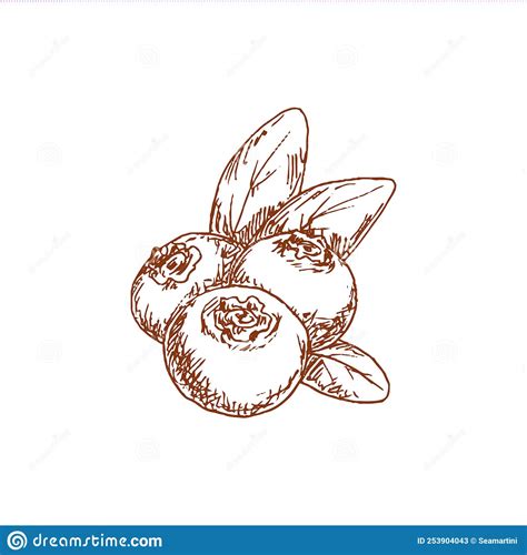 Huckleberry Bilberry Blueberry Whortleberry Sketch Stock Vector