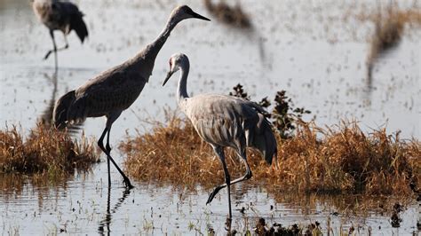 Smoke 'em if you got 'em: Merced National Wildlife Refuge