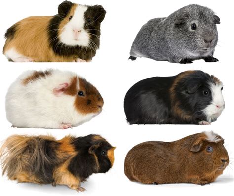 11 Guinea Pig Colors And Specific Morphs - More Guinea Pigs