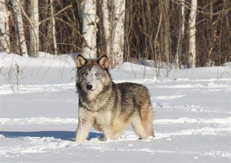 Timber Wolf Behavior - AnimalBehaviorCorner