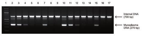 Biomycox® Mycoplasma Pcr Detection Kit Neogen