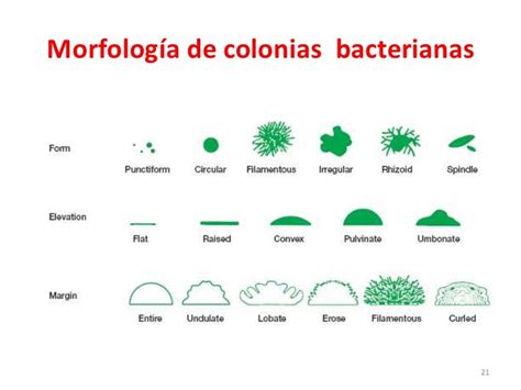 Nutricion Cultivo Y Crecimiento Microbiano