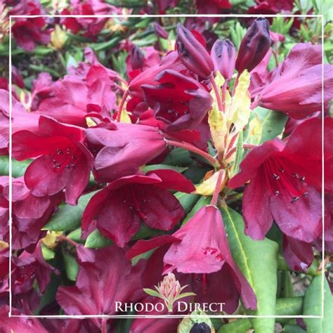 Rhododendron Impi Rhododirect Buy Rhododendrons Online In New Zealand