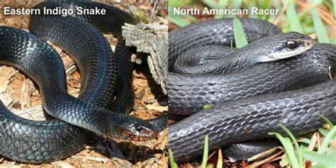 North American Racer Florida Snake Id Guide