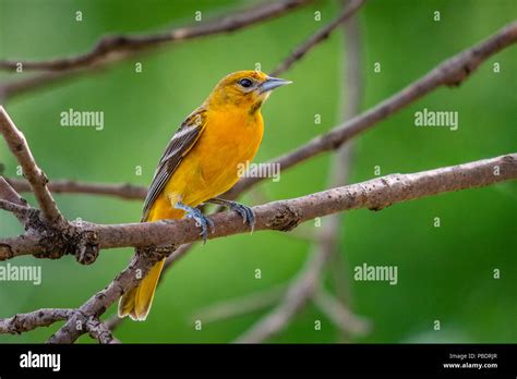 Baltimore Oriole Female Hi Res Stock Photography And Images Alamy