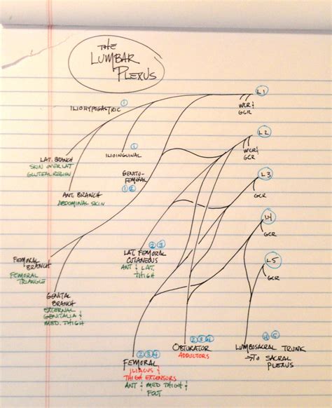 Sacral Plexus Drawing