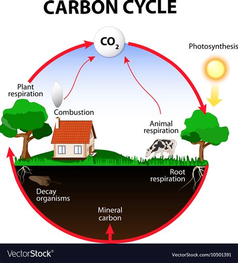 Schematic Diagram Of Carbon Cycle Carbon Cycle