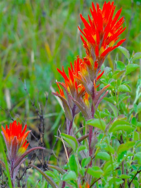 Texas Indian Paintbrush Wildflower Seed Postcard