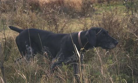 German Wirehaired Pointer - A Project Upland Bird Hunting Dogs Series