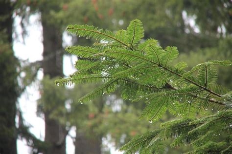 Rainy day in the pine forest 13589515 Stock Photo at Vecteezy