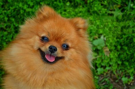 Smile Of Dog Pomeranian Spitz. Portrait Pomeranian Smiling Dog. | Doggies.com Dog Blog