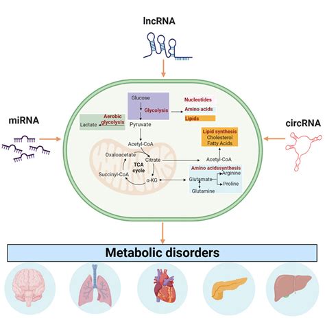 Decoding The Regulatory Roles Of Non Coding Rnas In Cellular Metabolism