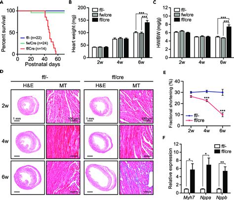 Dilated Cardiomyopathy Of PRMT1 CKO Mice A Survival Rate Of Control