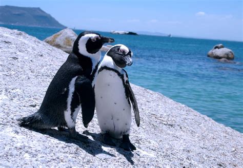 Boulders Beach Penguin Colony in Simons Town, Cape Town