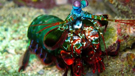 Mantis Shrimps Pull Their Mighty Punches In Air Iflscience