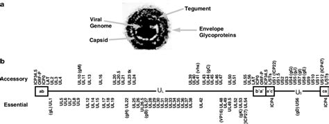 HSV 1 Virion Structure And Genome Organization A Electron Micrograph