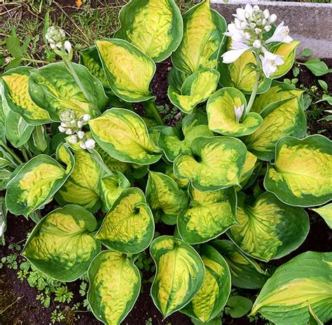 Hosta Sunset Grooves Hosta Sieboldiana Rannamäe Puukool