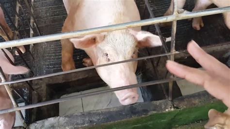 Membuat Kandang Induk Babi 🐷 Ternak Babi Rias Farm Bali Youtube