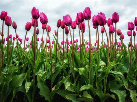 Tulips in the Rain | Tulips, Beautiful flowers, Flower painting