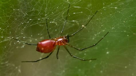 Black Tailed Red Sheetweaver Spiders Of Lancer Park · Biodiversity4all