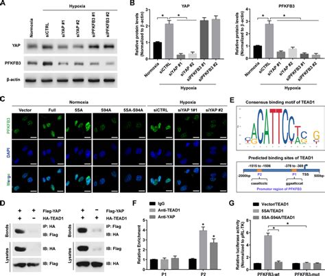 Yap Tead Complexes Are Crucial For Pfkfb Expression In Huvecs A