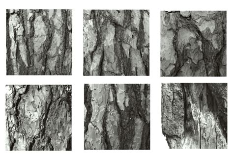 Tree Bark Texture Brushes For Photoshop Procreate Abr By Svetlana