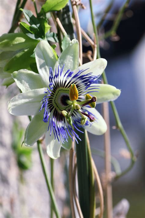 Passionsblume Als Fotoprodukt Bestellen Fototapete Ch