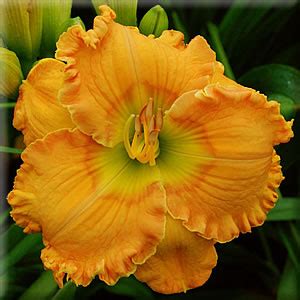 Favorite Things Daylily Garden - Orange Blossom Trail