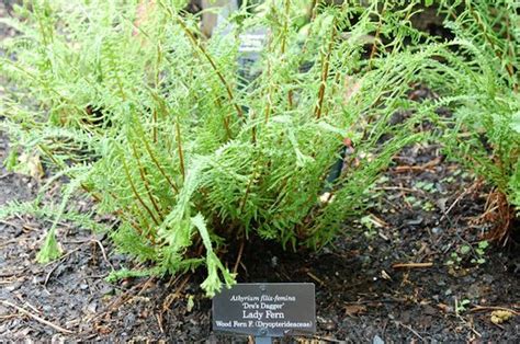 Athyrium Filix Femina Dre S Dagger Athyrium Filix Femina Cruciato