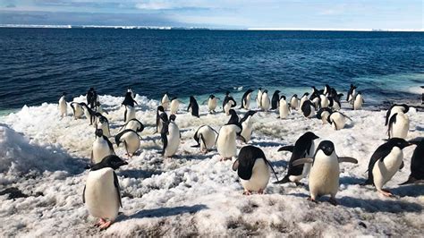 Los drones revolucionan el conteo de pingüinos en la Antártida INVDES